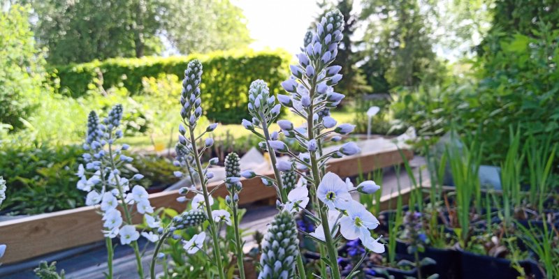 Veronica gentianoides 'Pallida' Gentian speedwell